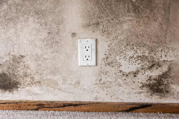 Broadway, NC Mold Removal Company